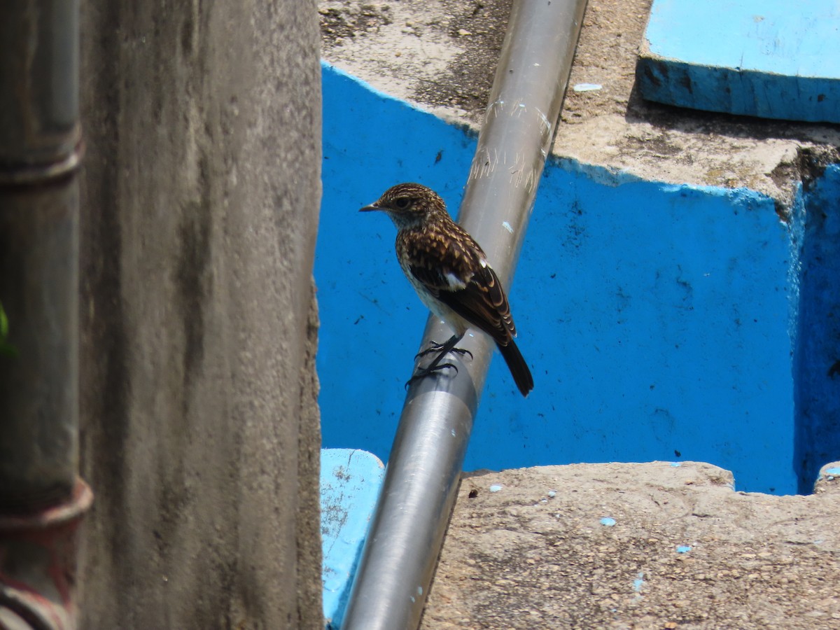 Afrika Taşkuşu - ML646346207