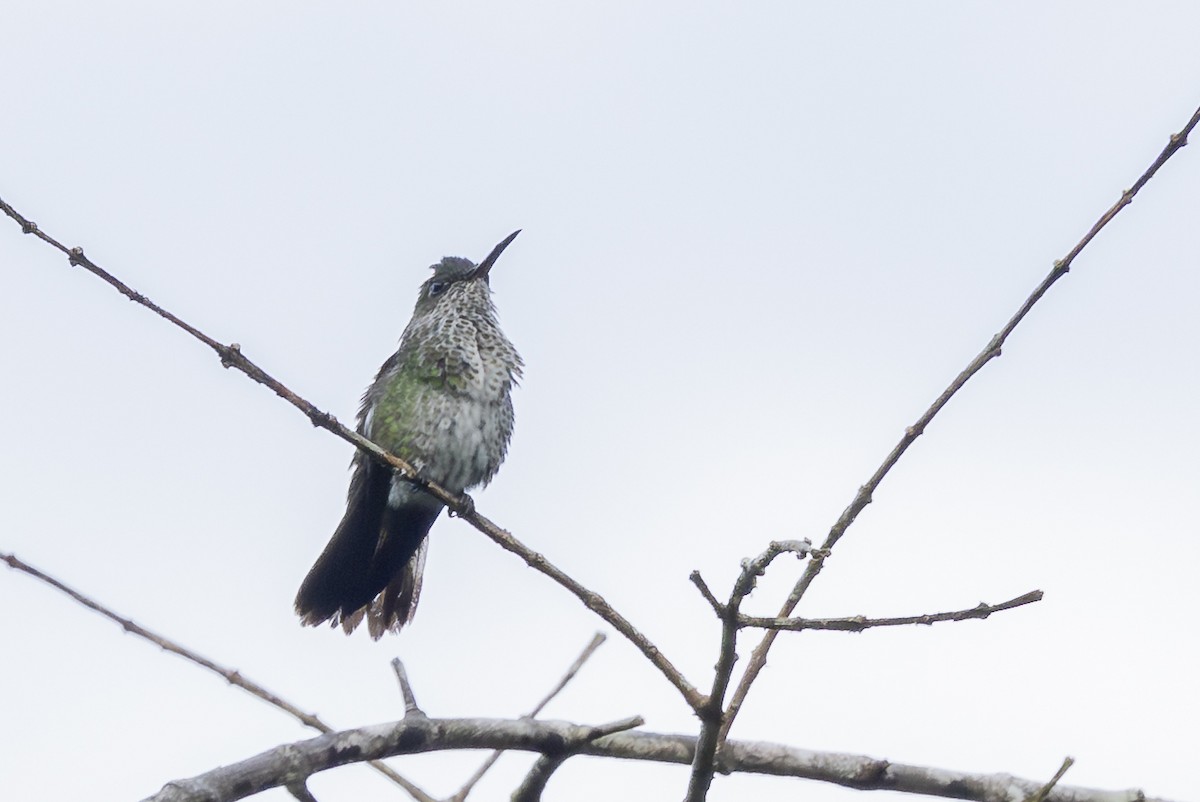 Damlalı Kolibri - ML646346209