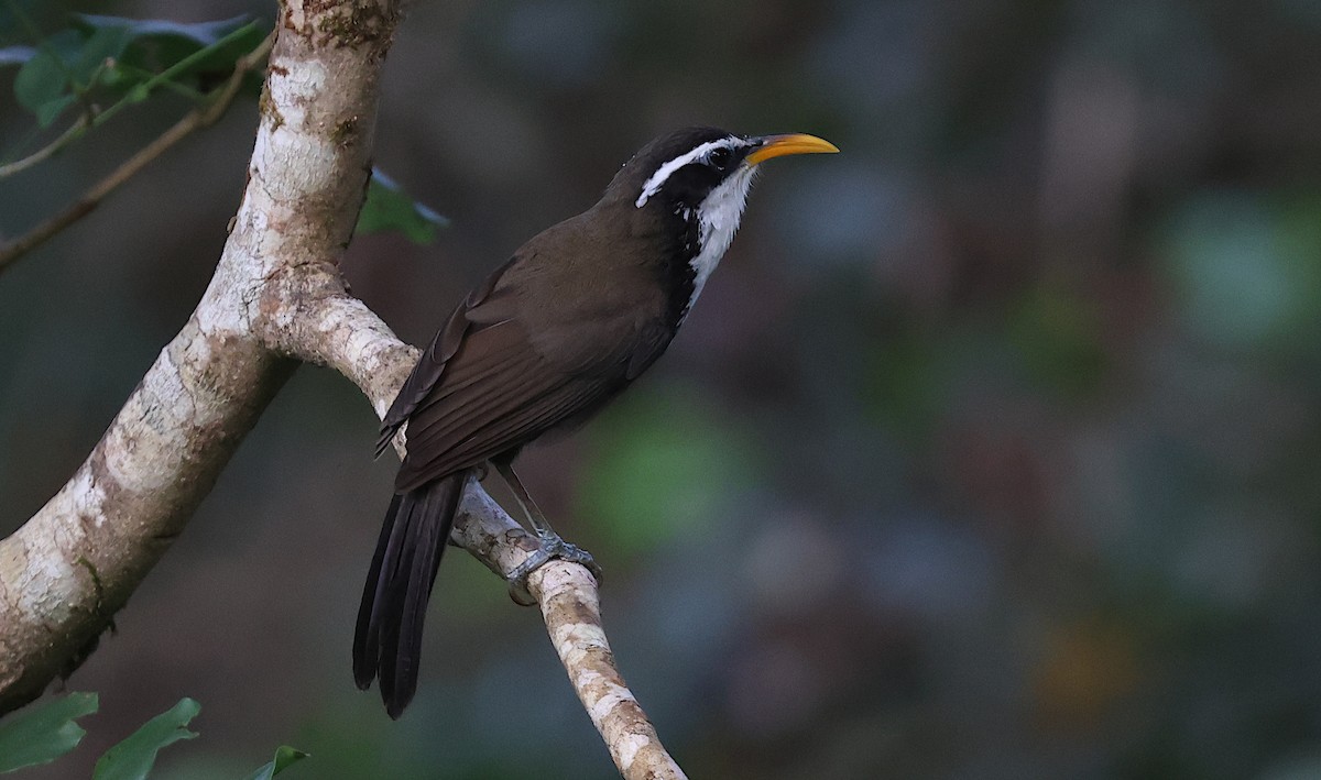 Hint Kıvrıkgagası - ML646346210