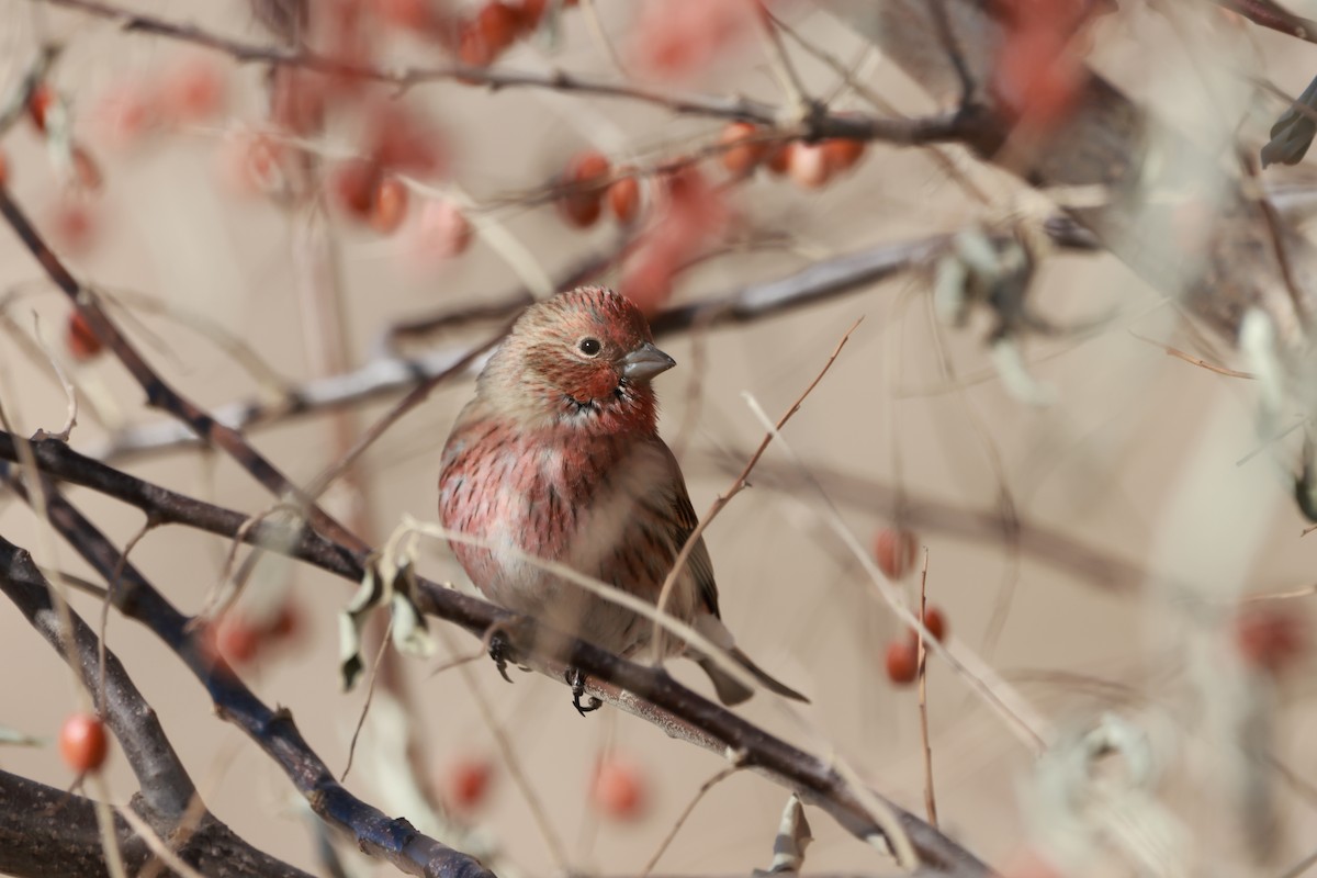 Pallas's Rosefinch - ML646346212
