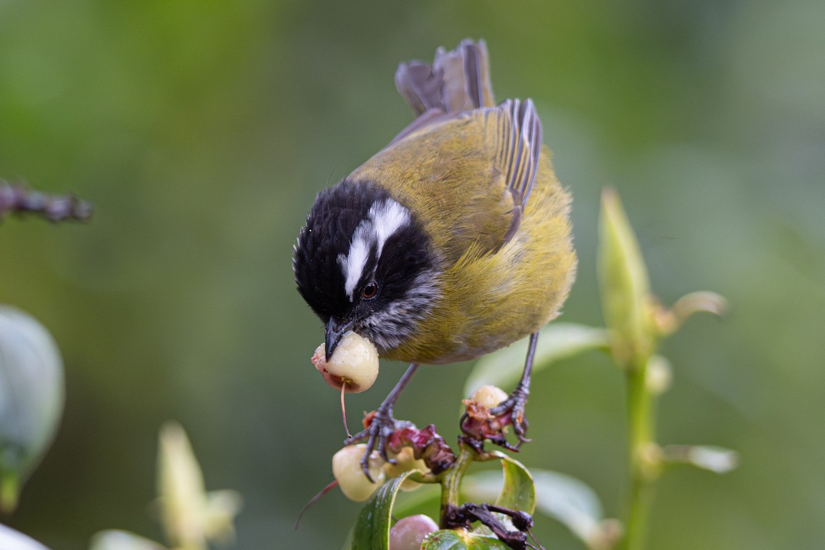 Kara Başlı Klorospingus - ML646346213
