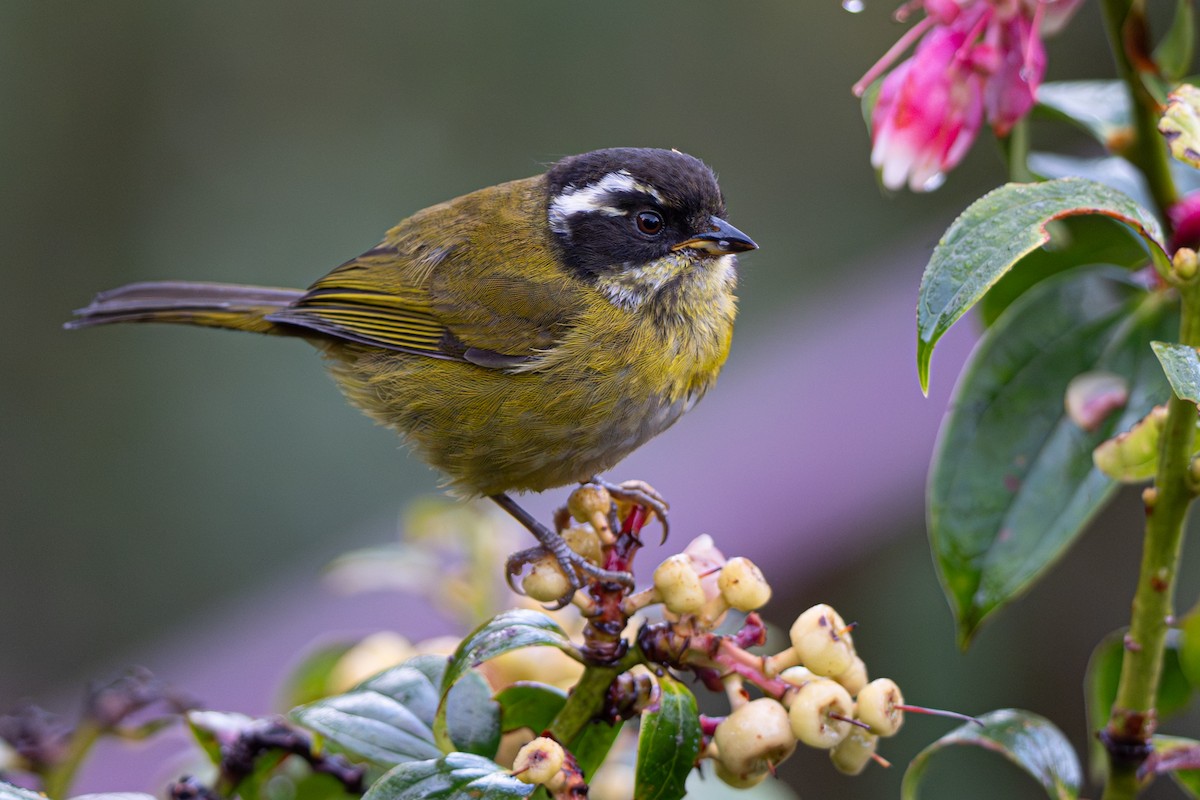 Kara Başlı Klorospingus - ML646346214