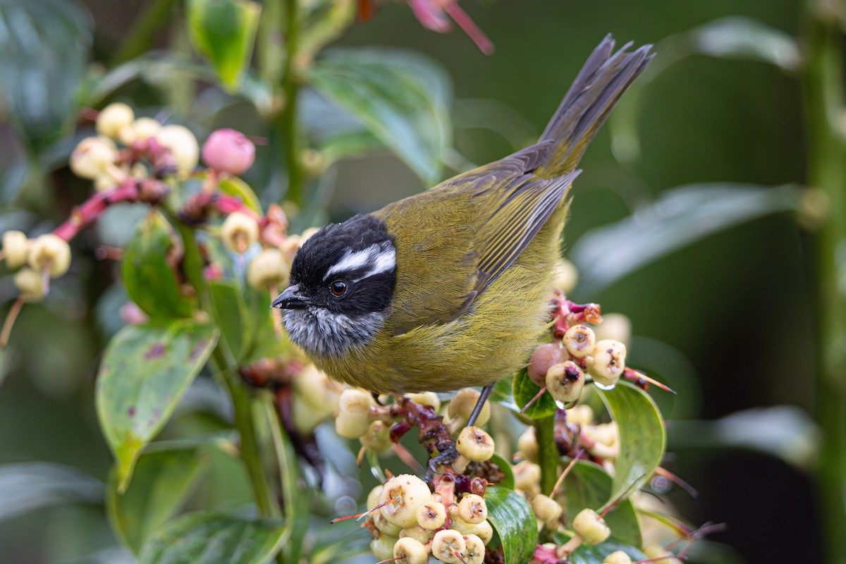Kara Başlı Klorospingus - ML646346215
