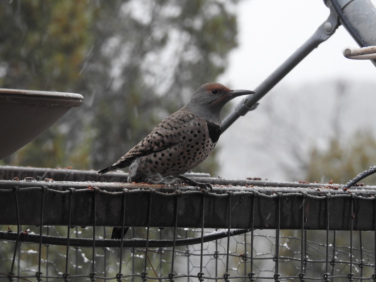 Altın Ağaçkakan [cafer grubu] - ML646346216