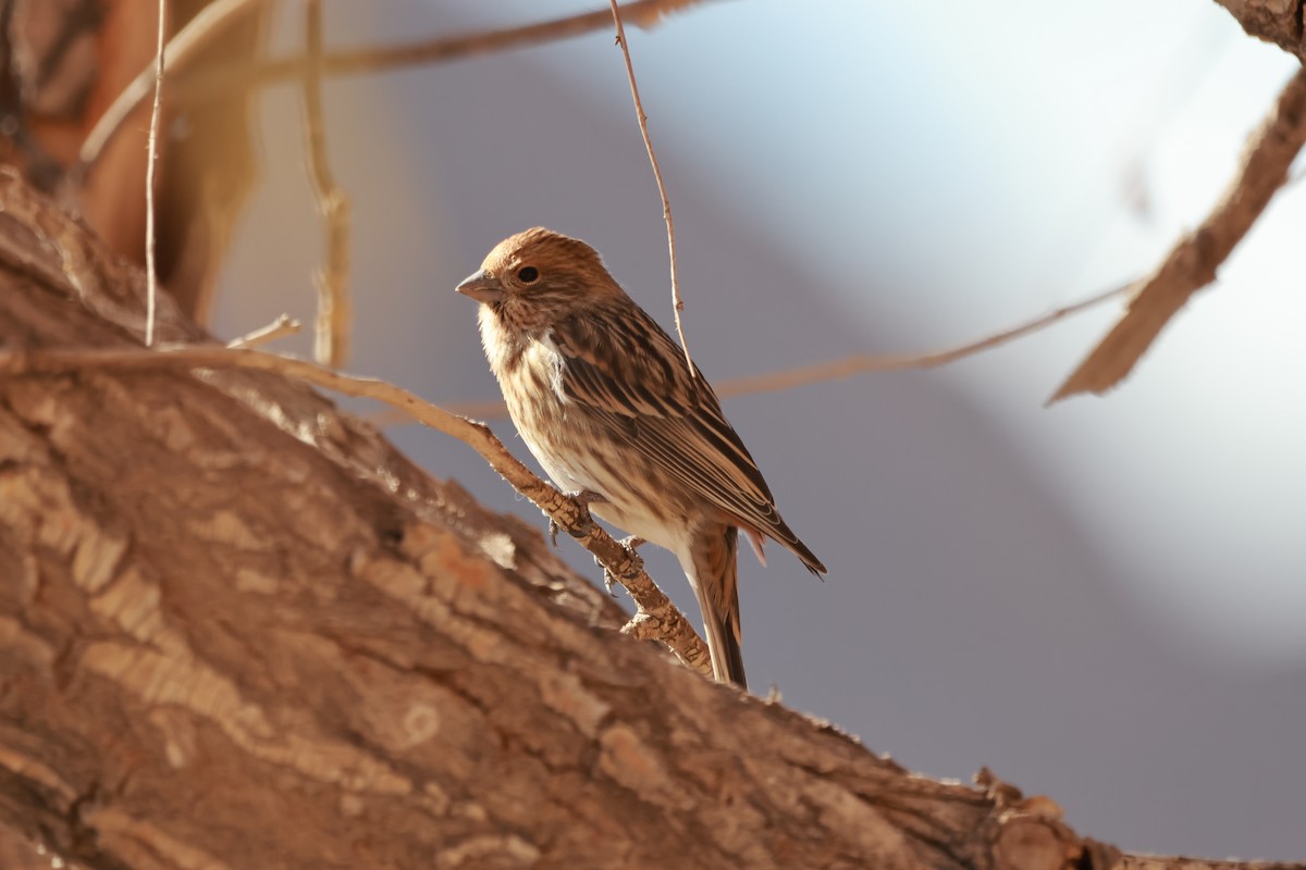 Pallas's Rosefinch - ML646346217
