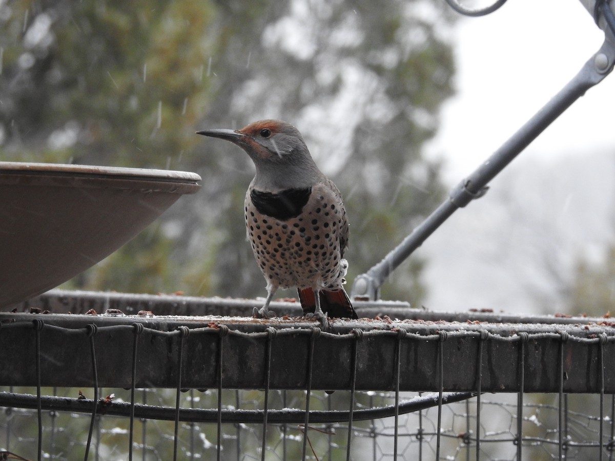 Altın Ağaçkakan [cafer grubu] - ML646346219