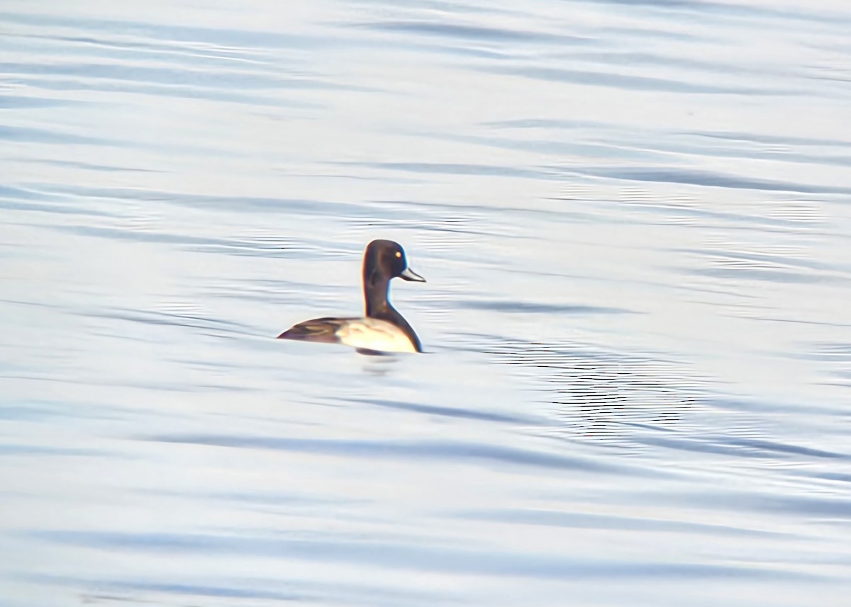Morbaş Patka - ML646346220