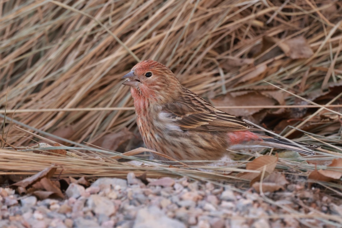 Pallas's Rosefinch - ML646346221