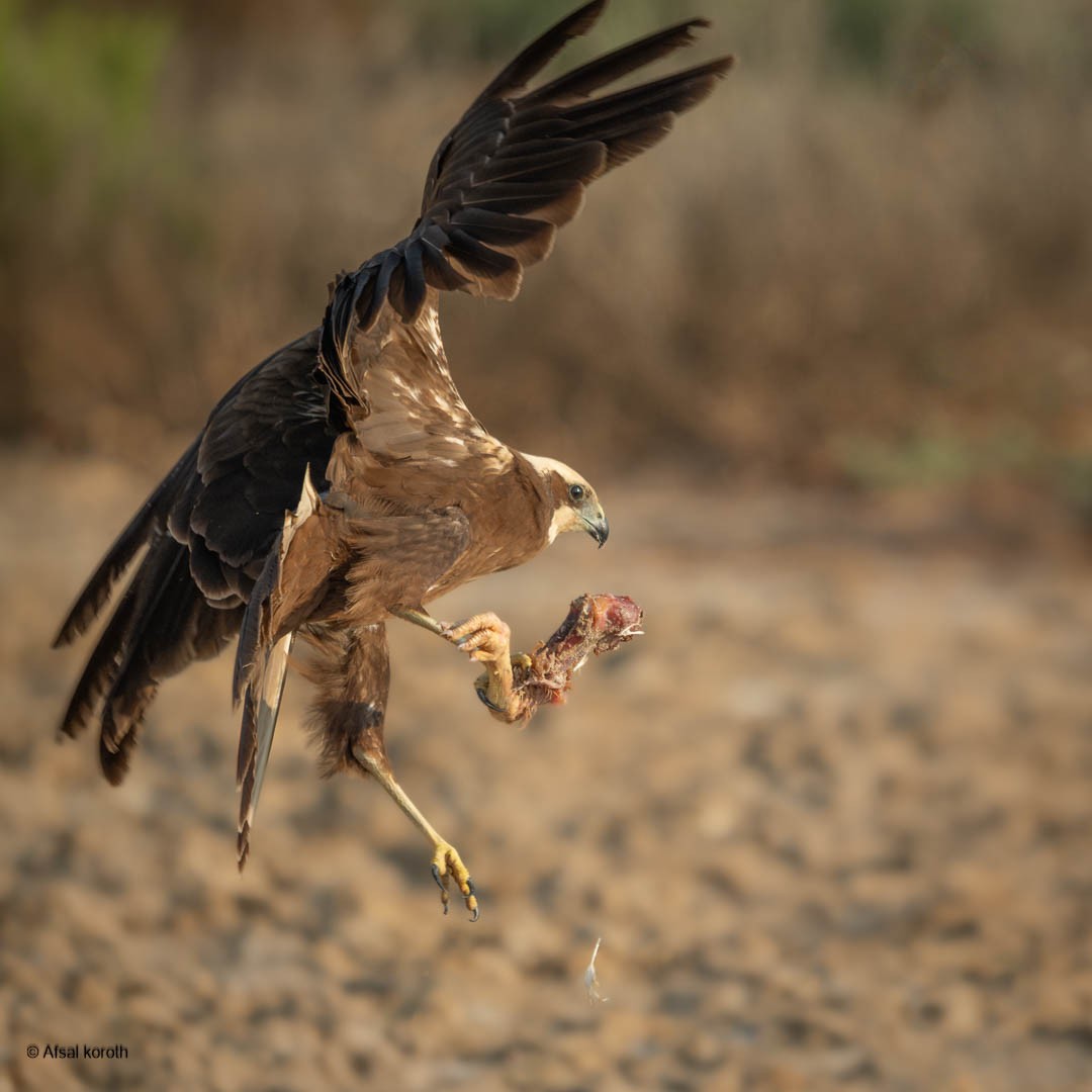 Saz Delicesi - ML646346222