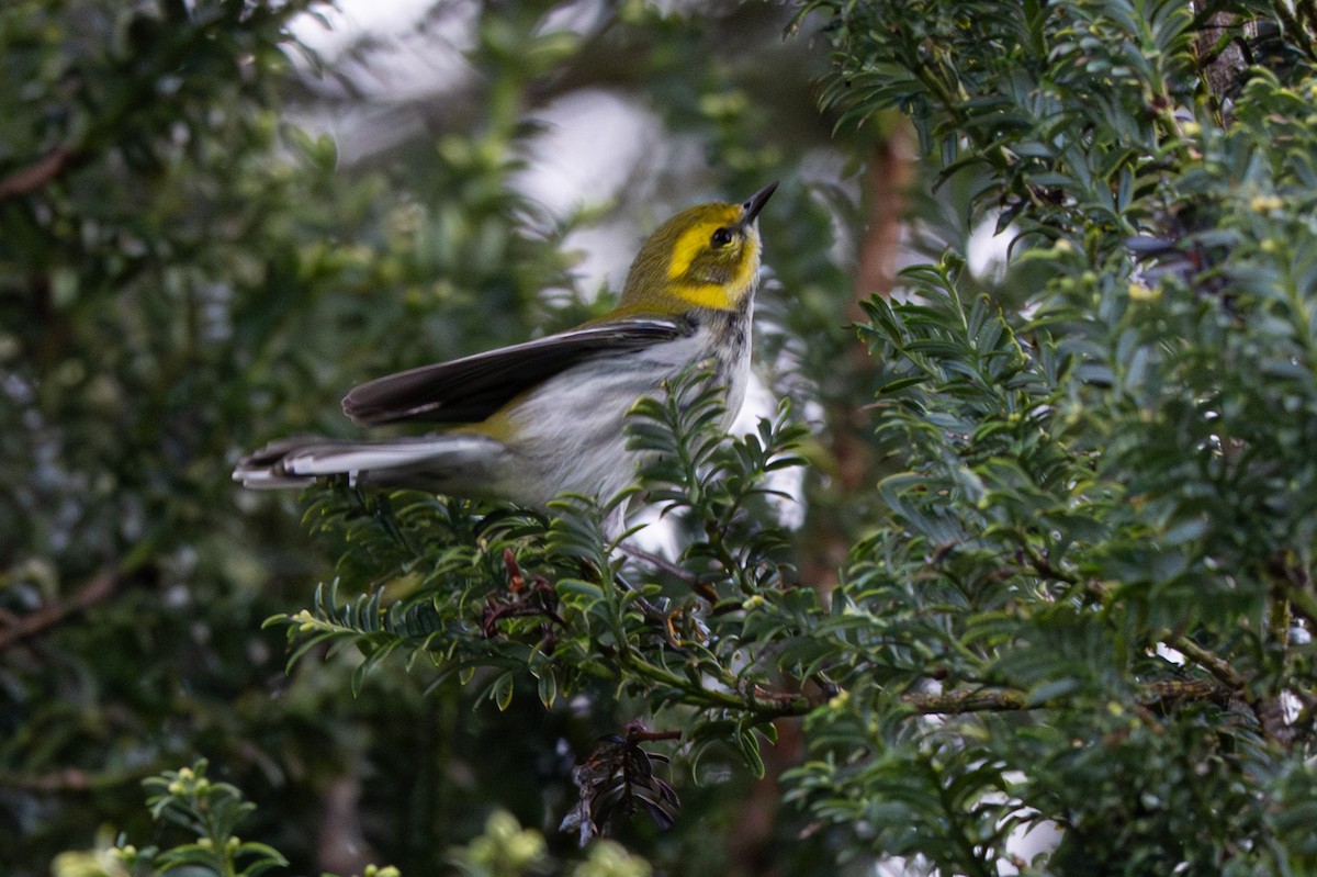 Yeşil Sırtlı Ötleğen - ML646346223