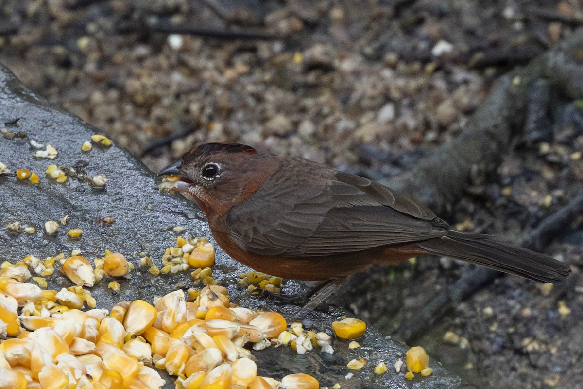 Taçlı Kızıl İspinoz - ML646346224