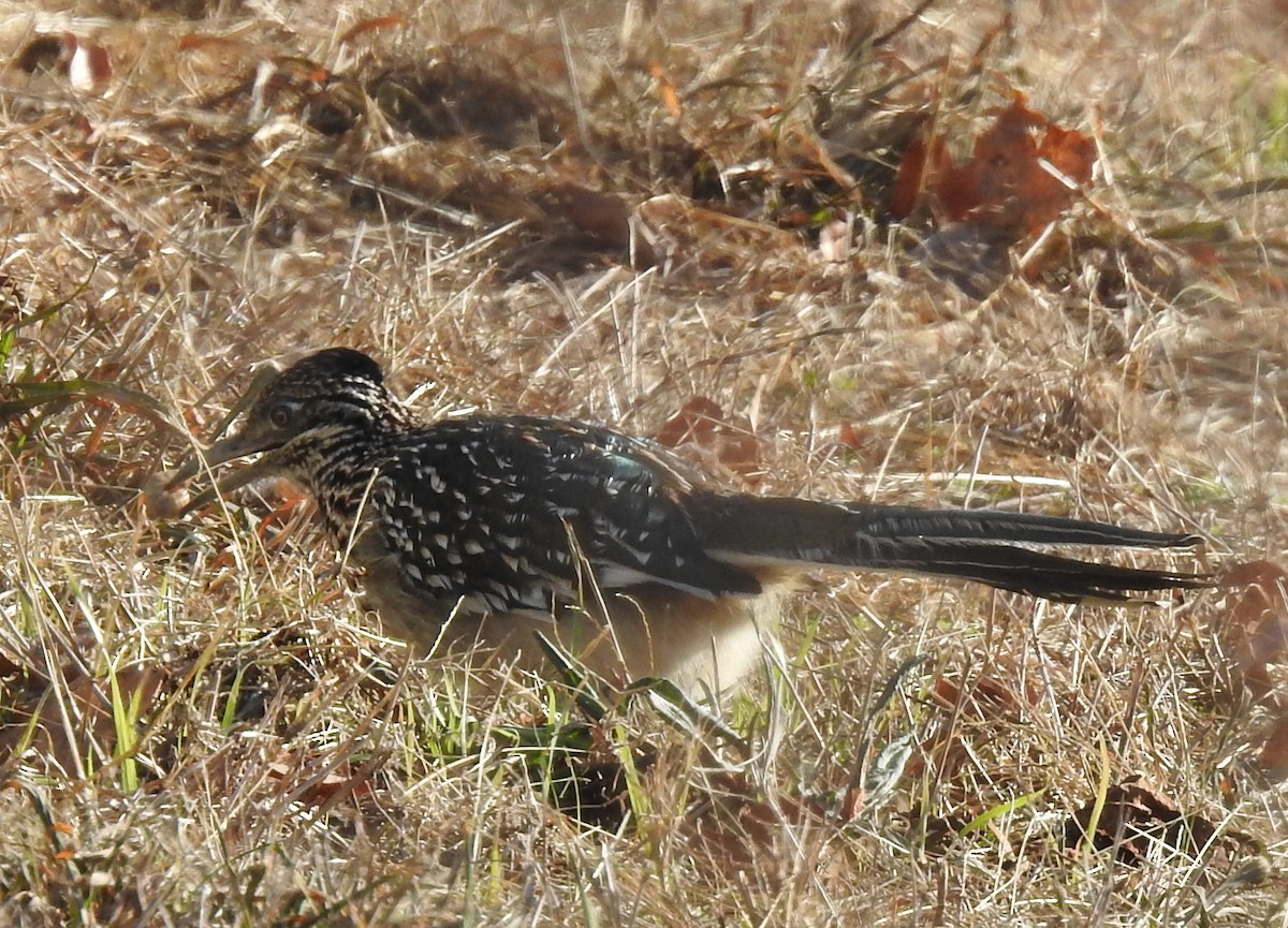 Greater Roadrunner - ML646346225