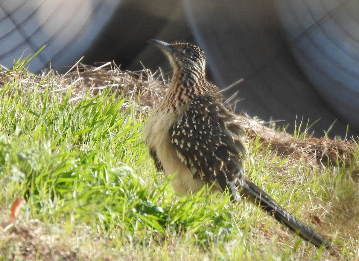 Greater Roadrunner - ML646346226