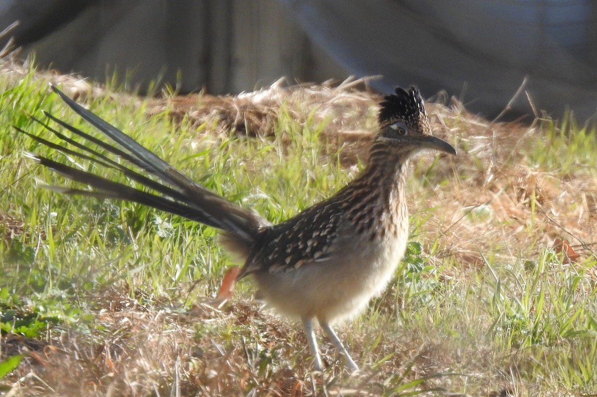 Greater Roadrunner - ML646346227