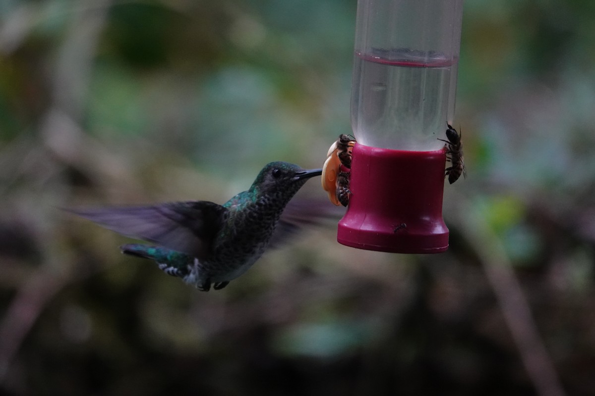 White-necked Jacobin - ML646346243