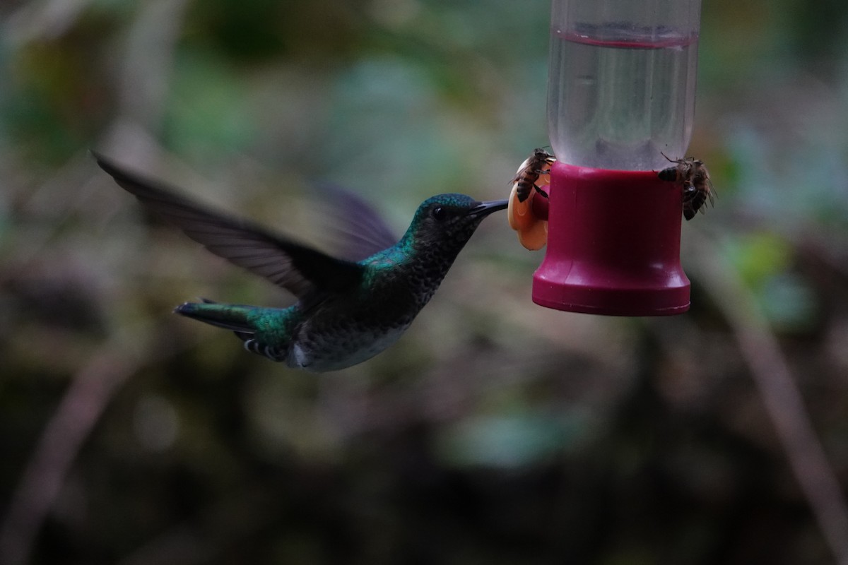 White-necked Jacobin - ML646346245