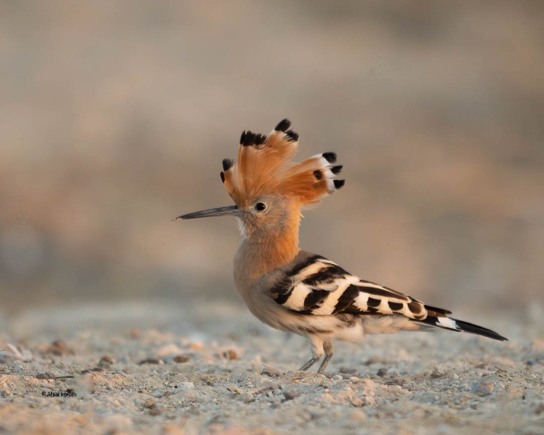 戴勝 - ML646346247