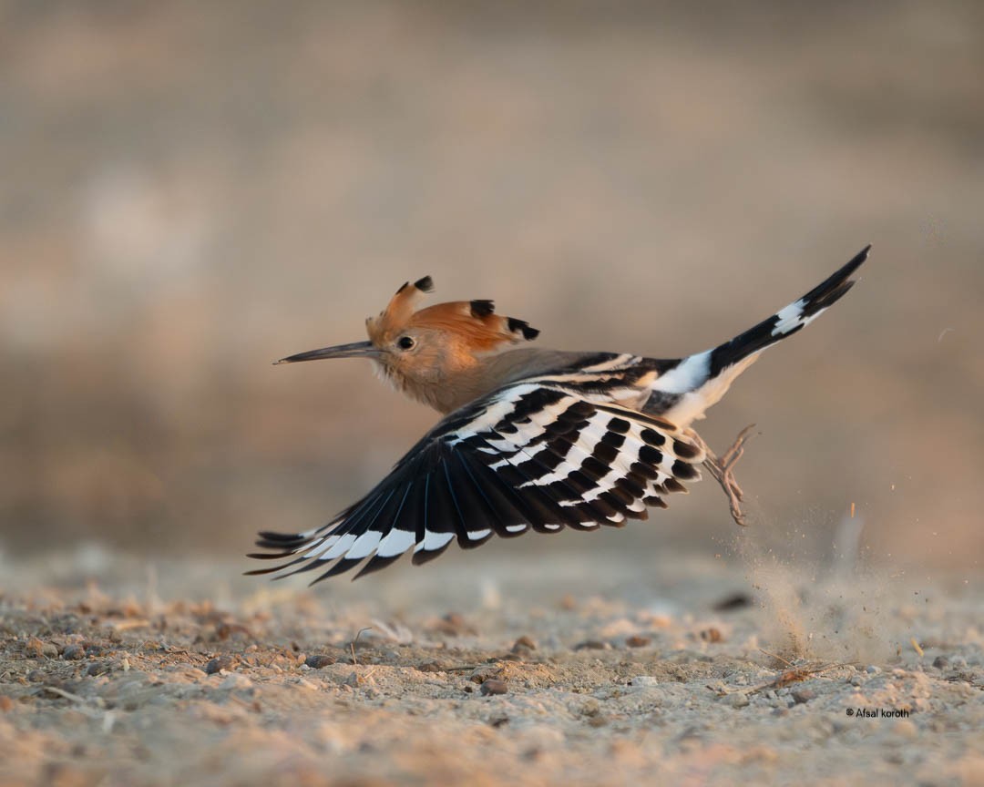 戴勝 - ML646346248