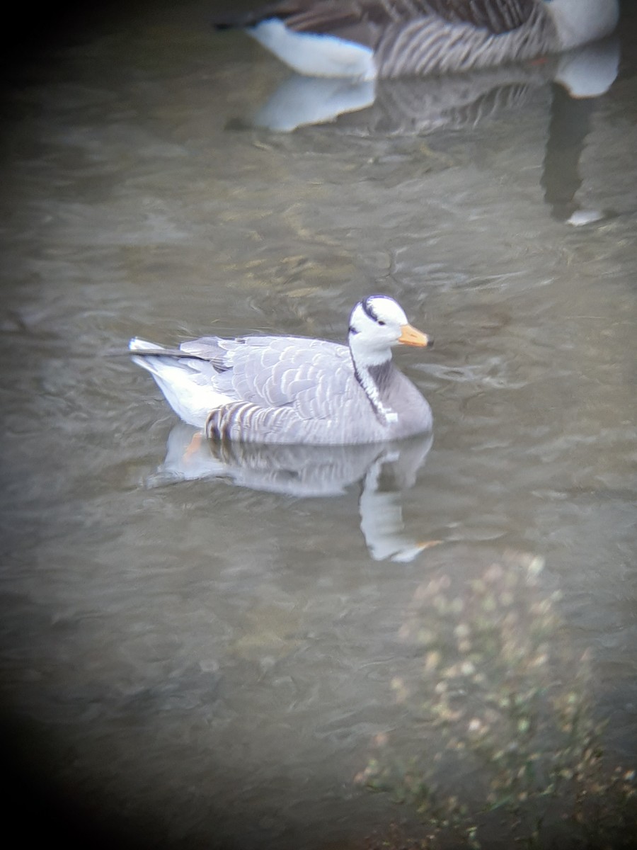 Oie à tête barrée - ML646346252