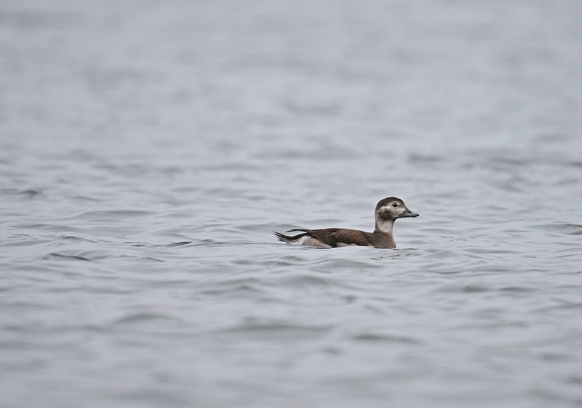 Long-tailed Duck - ML646346254