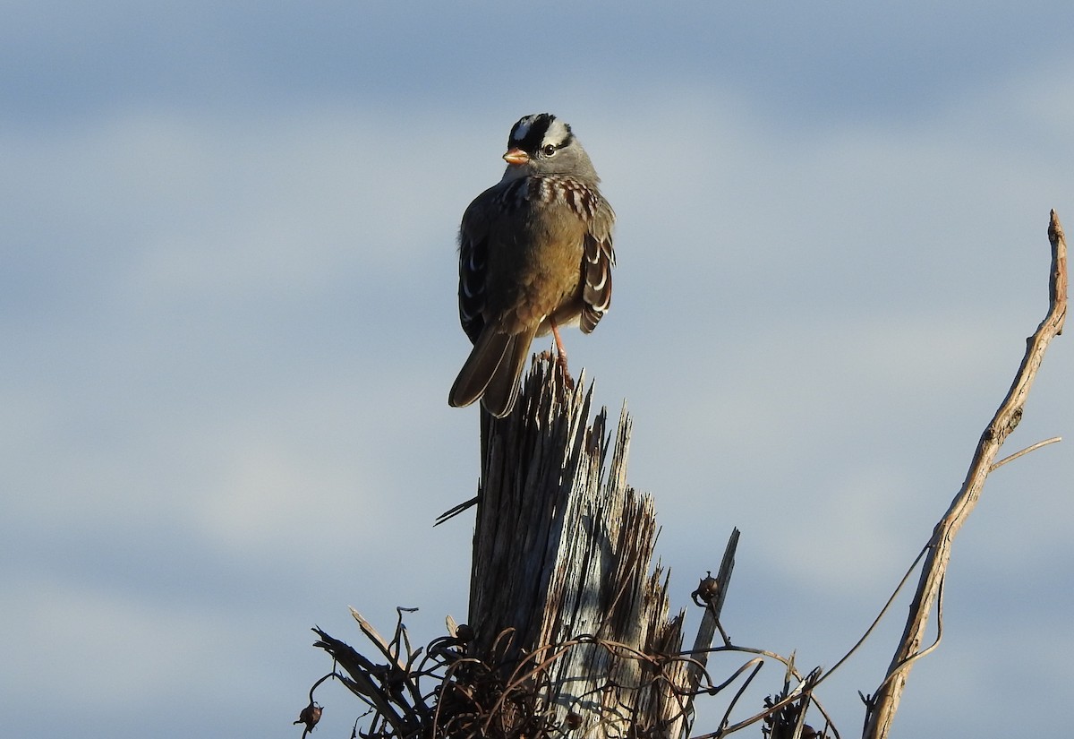 strnadec bělopásý - ML646346255