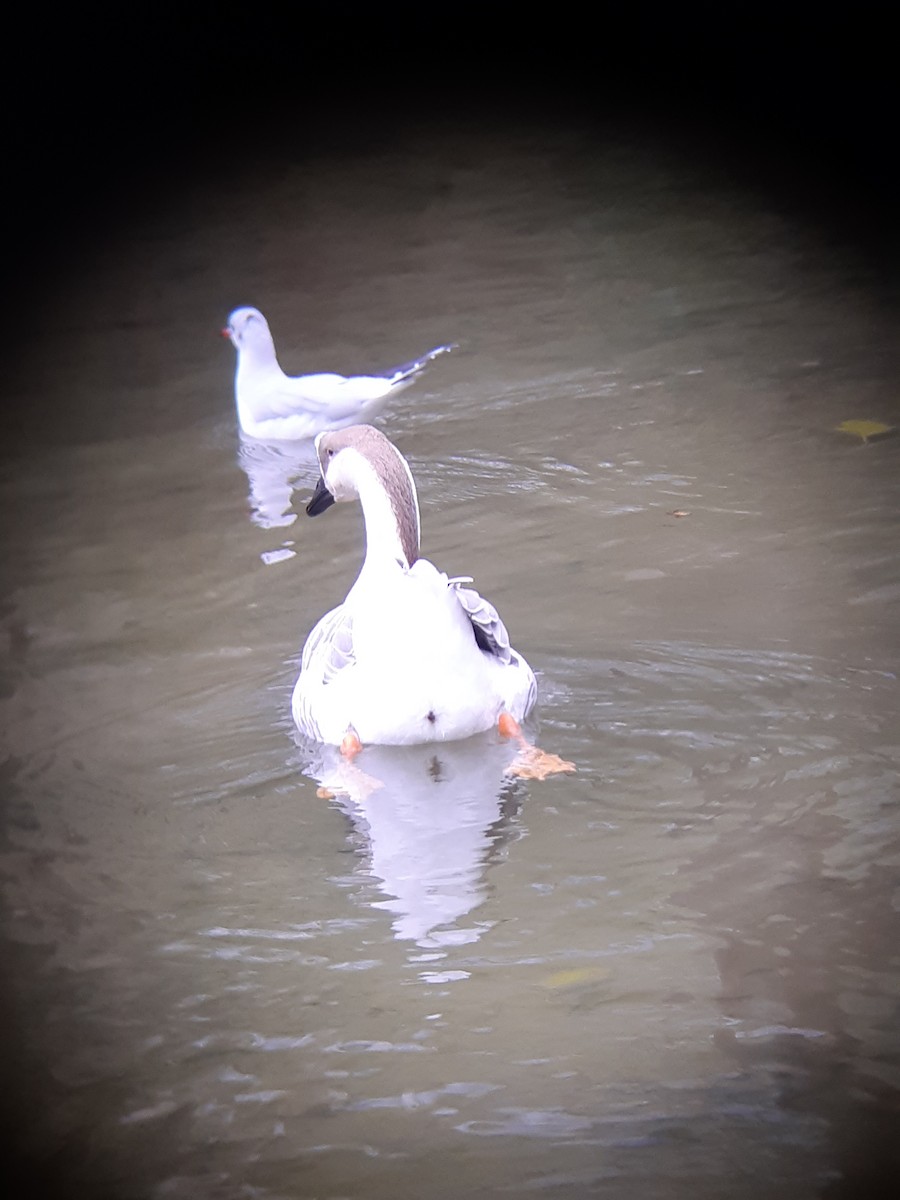 Ánsar Cisnal - ML646346281