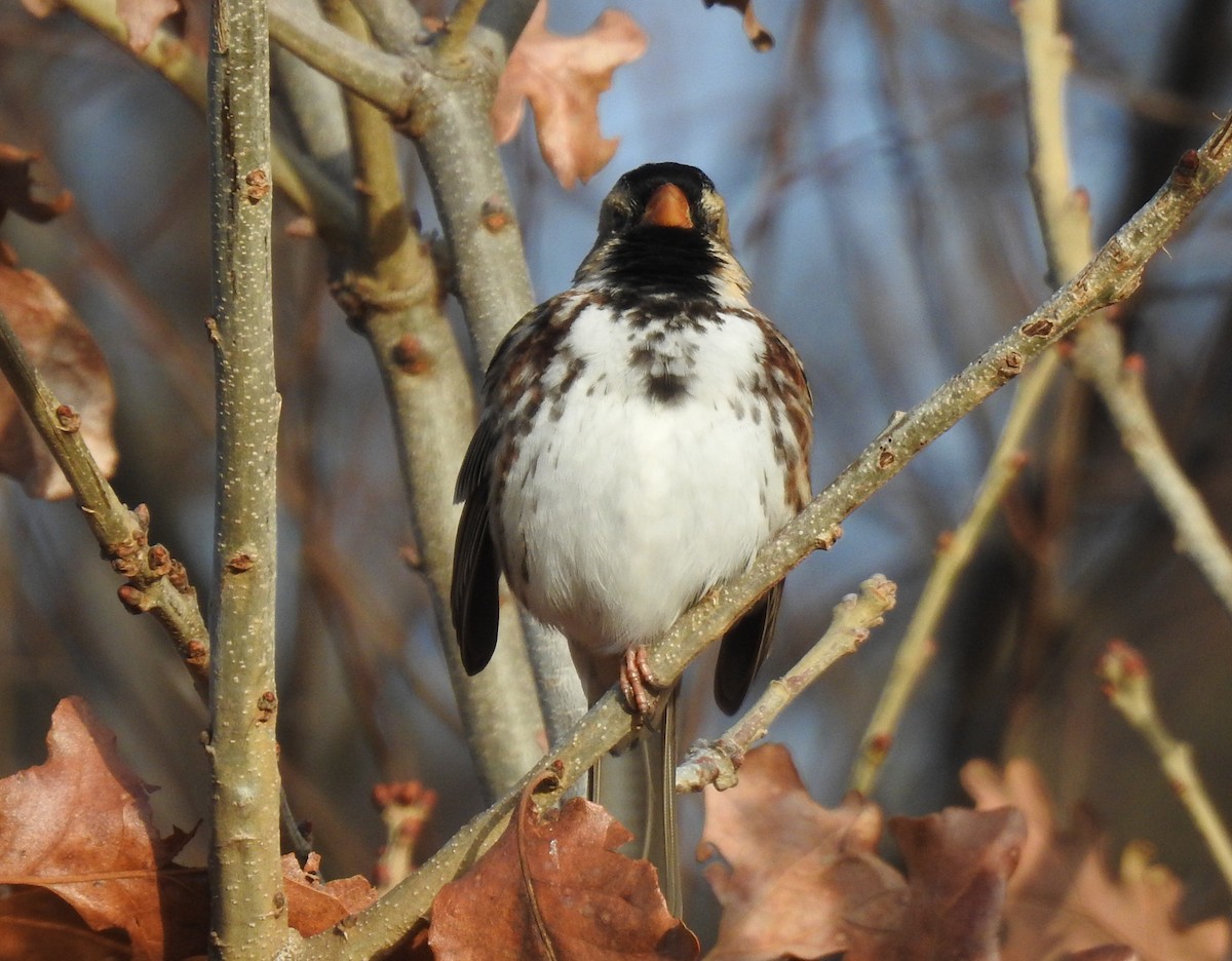 Harris's Sparrow - ML646346282