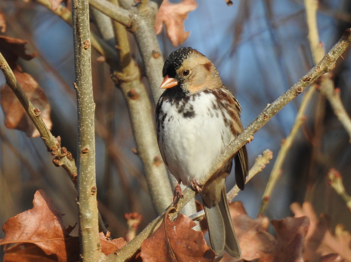 Harris's Sparrow - ML646346283
