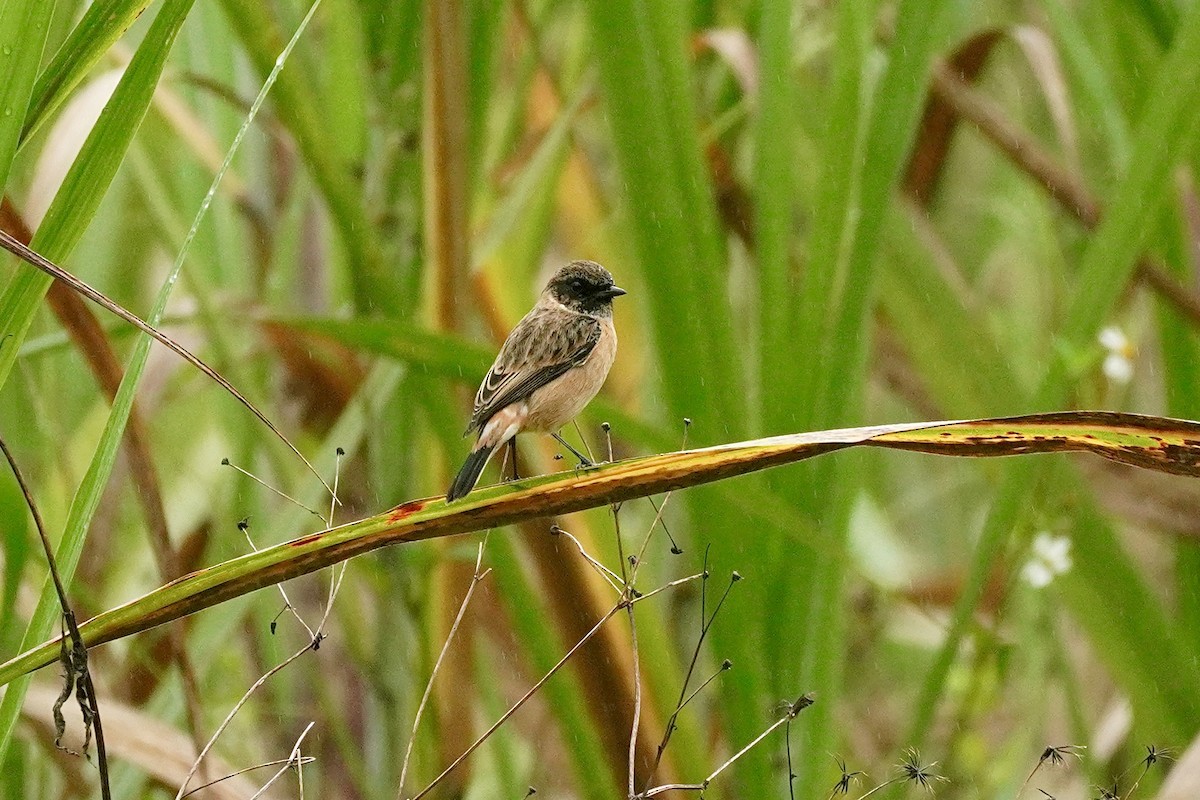 Siberian Stonechat - ML646346285