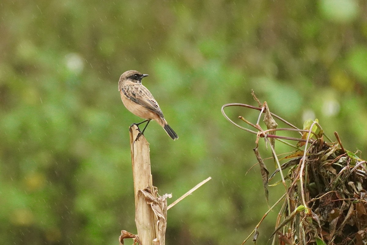 Siberian Stonechat - ML646346286