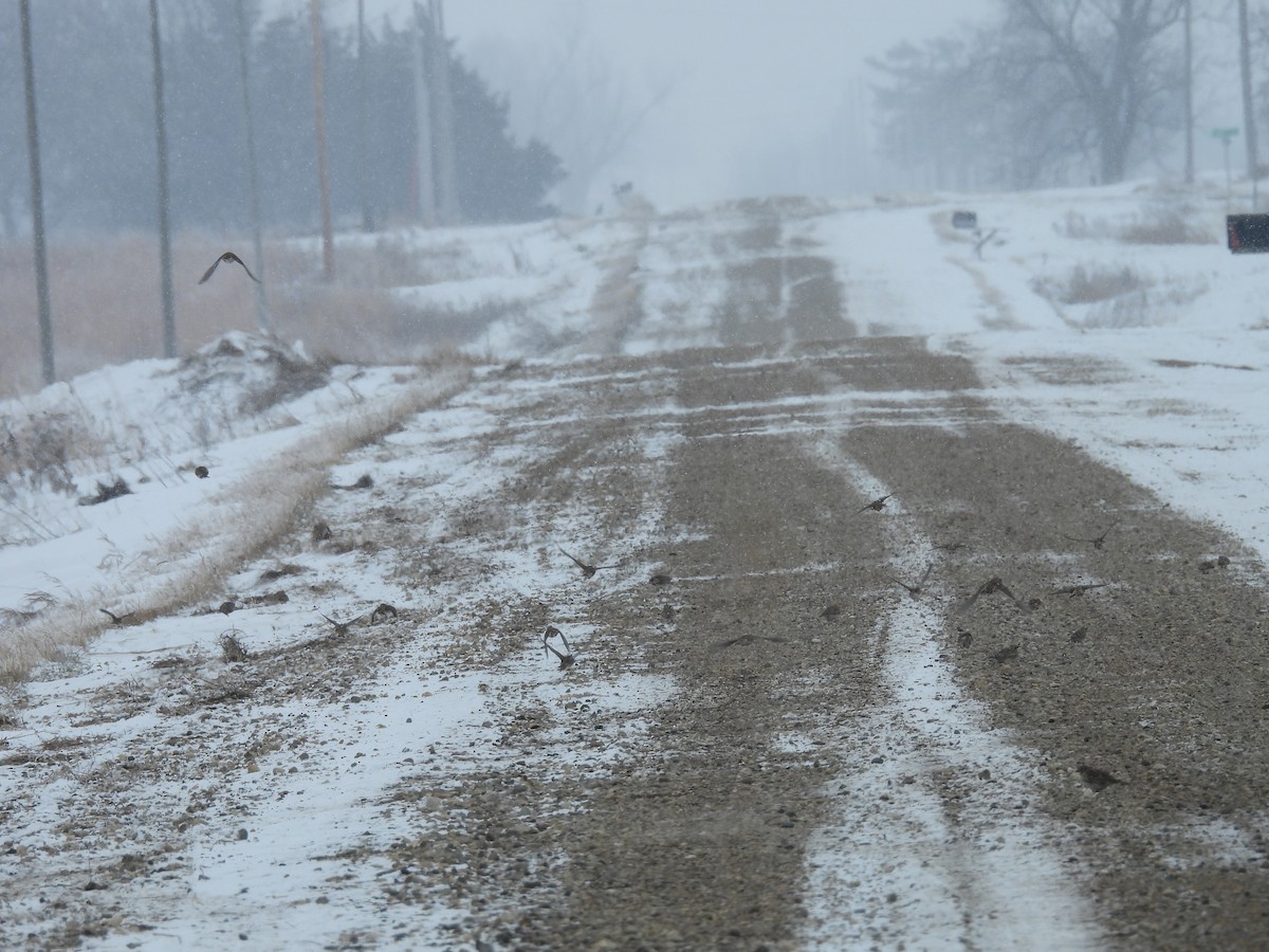 Horned Lark - ML646346287