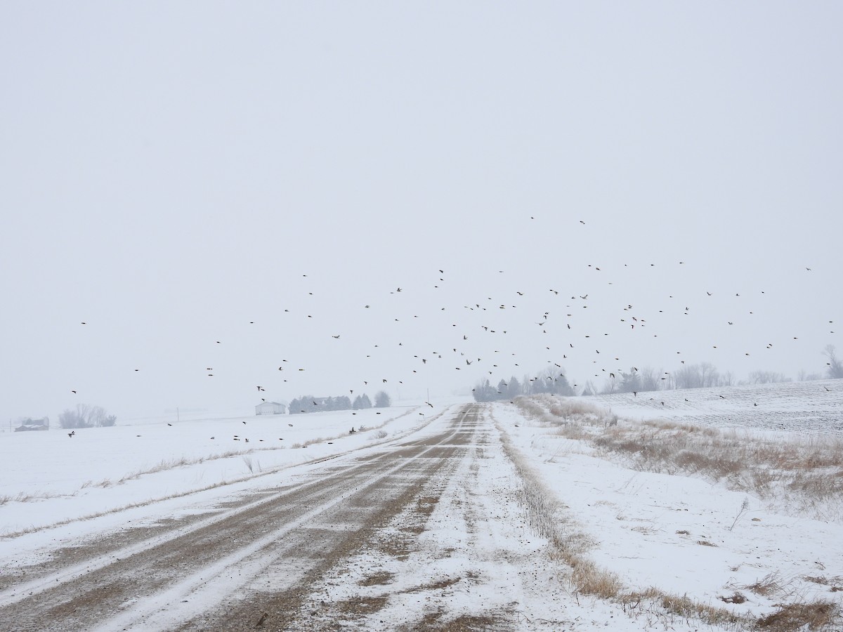 Horned Lark - ML646346288