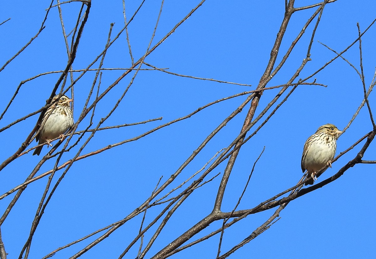 Savannah Sparrow - ML646346289