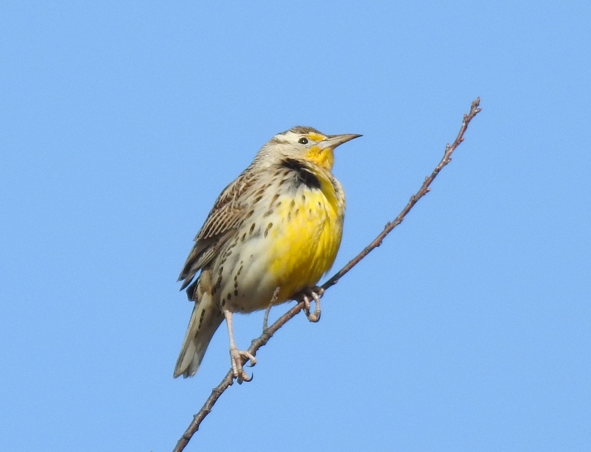 Western Meadowlark - ML646346290