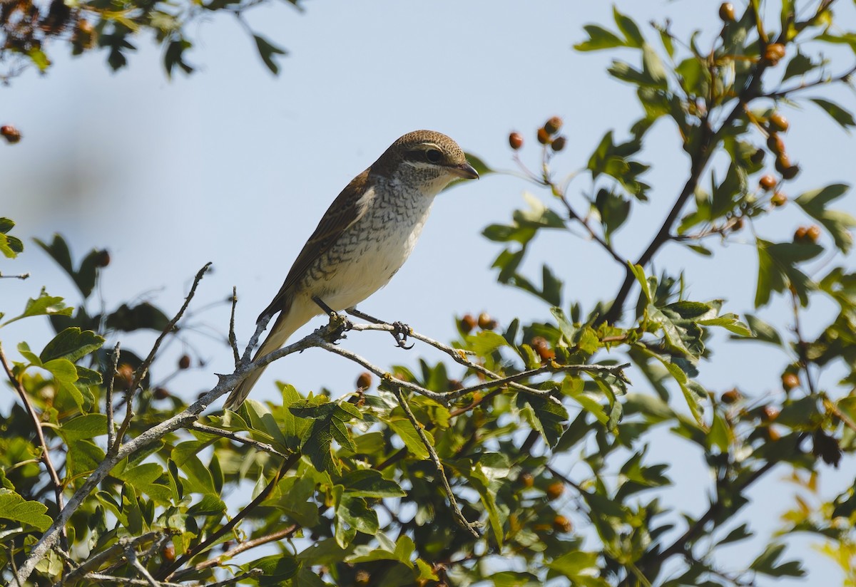 ťuhýk obecný - ML646346291