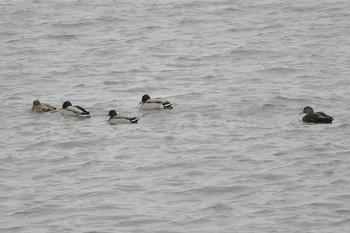 American Black Duck - ML646346304