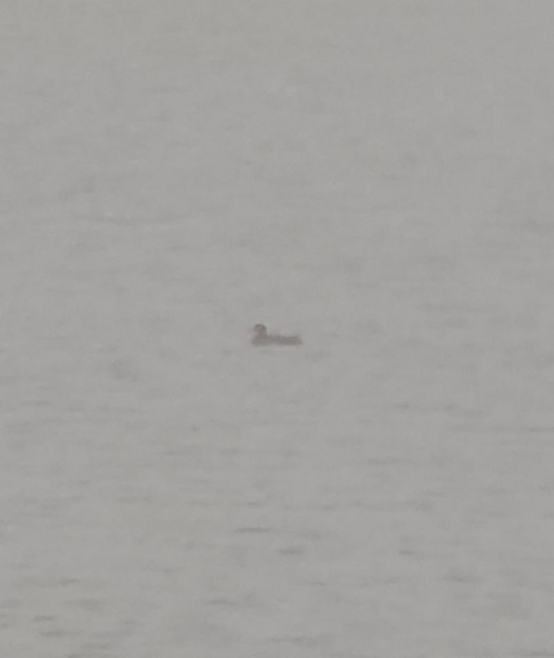 Velvet Scoter - ML646346305