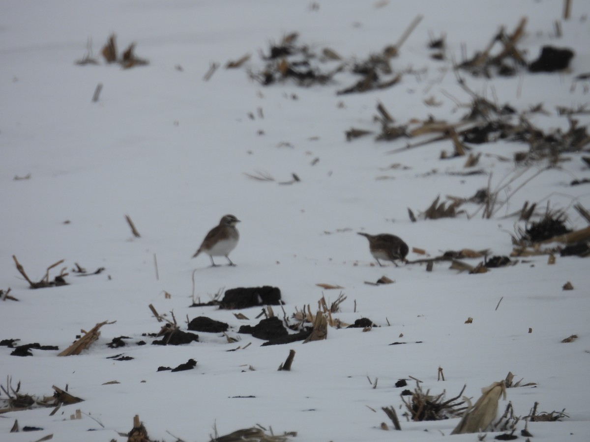 Horned Lark - ML646346310