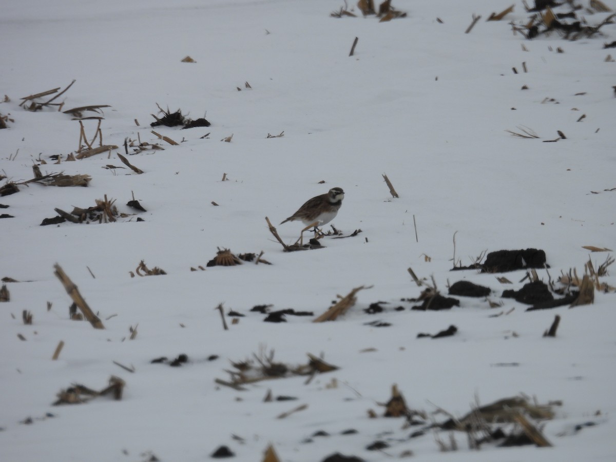 Horned Lark - ML646346311