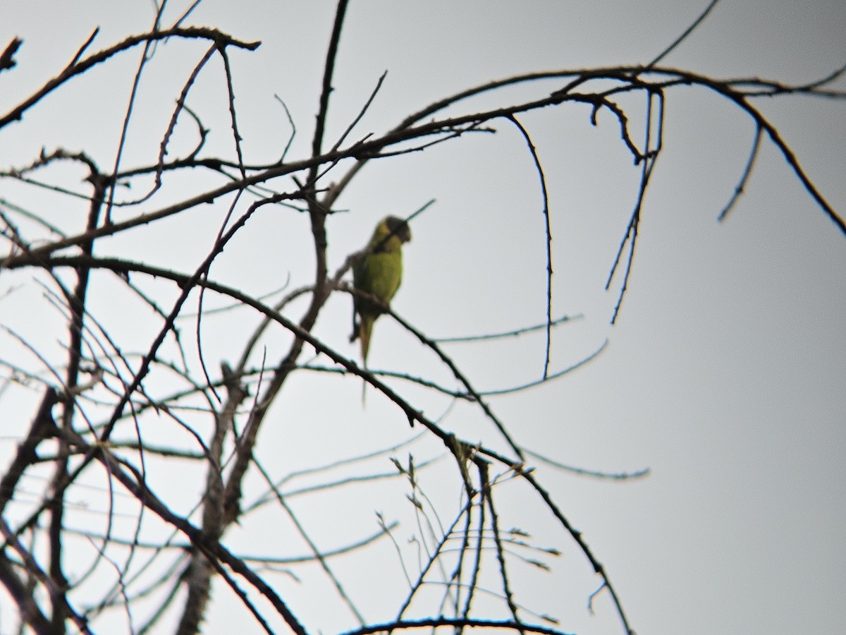 Plum-headed Parakeet - ML646346312