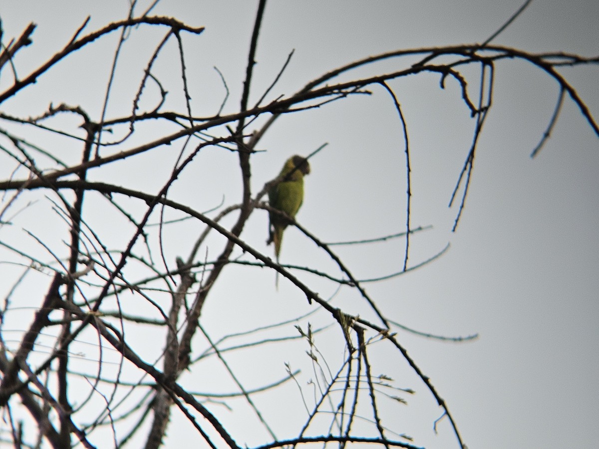 Plum-headed Parakeet - ML646346313