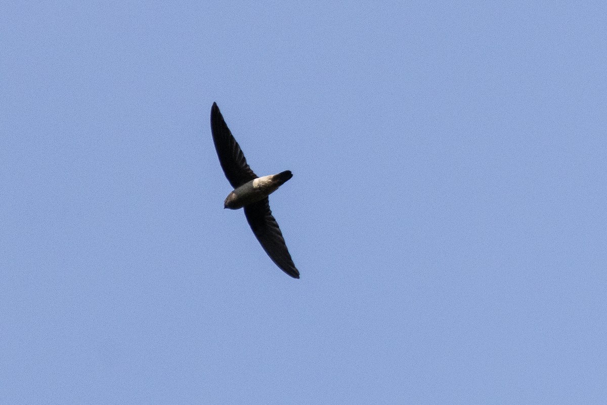 Martinet malais - ML646346314