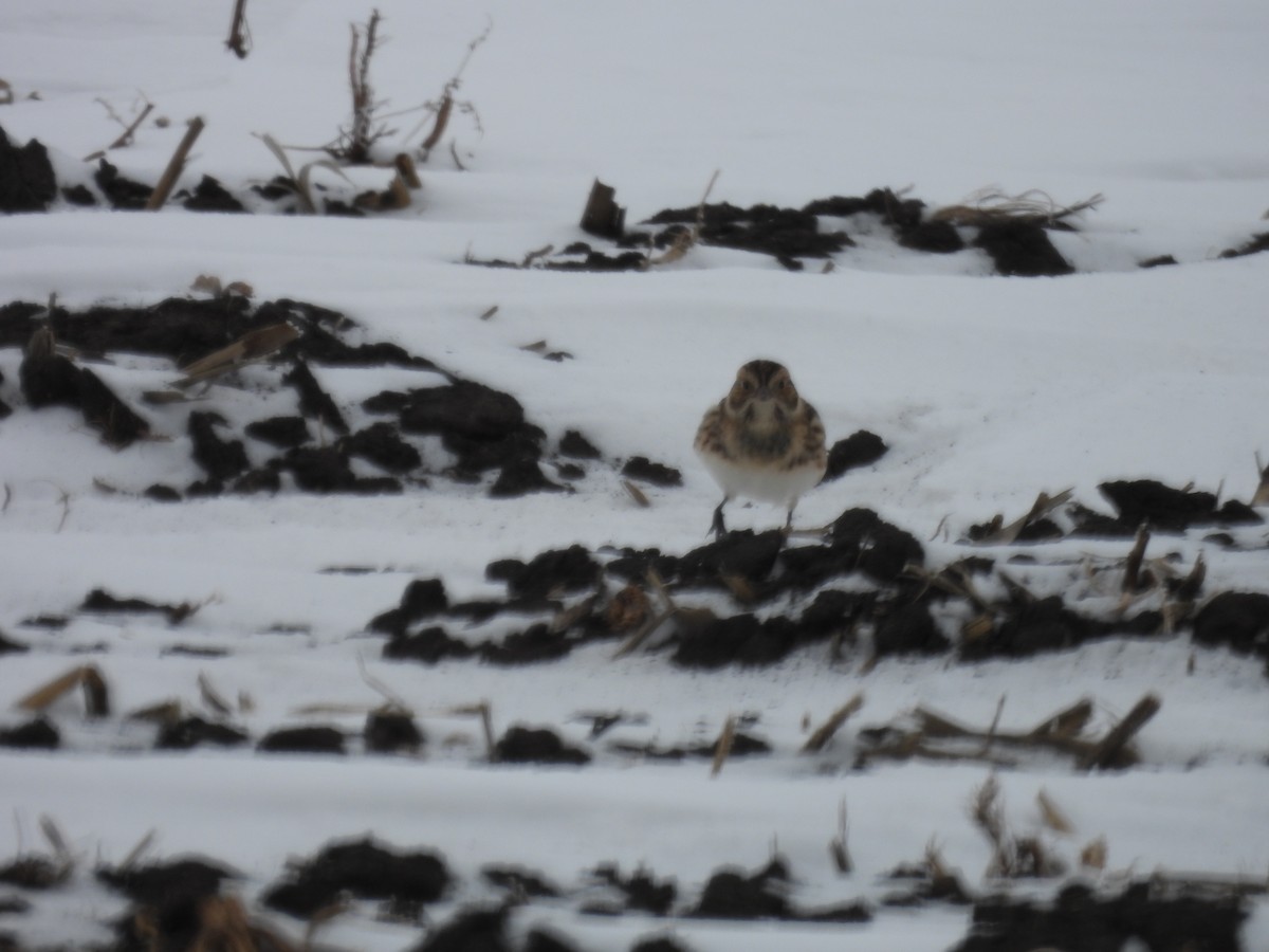 Lapland Longspur - ML646346316