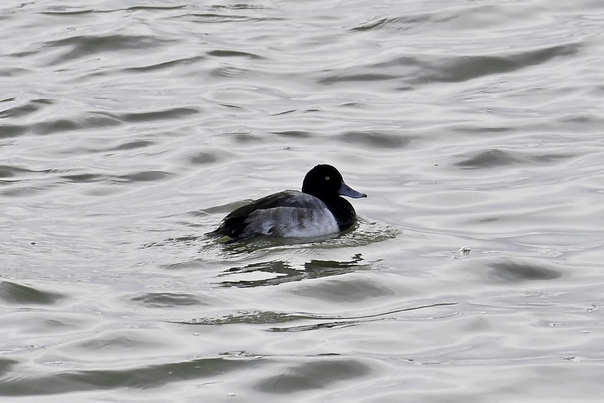 Greater Scaup - ML646346322