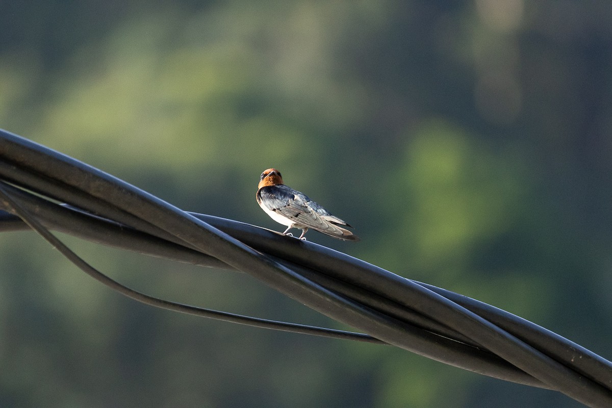 Pacific Swallow - ML646346325