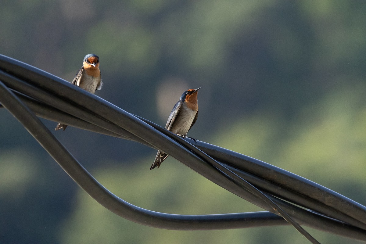 Pacific Swallow - ML646346326