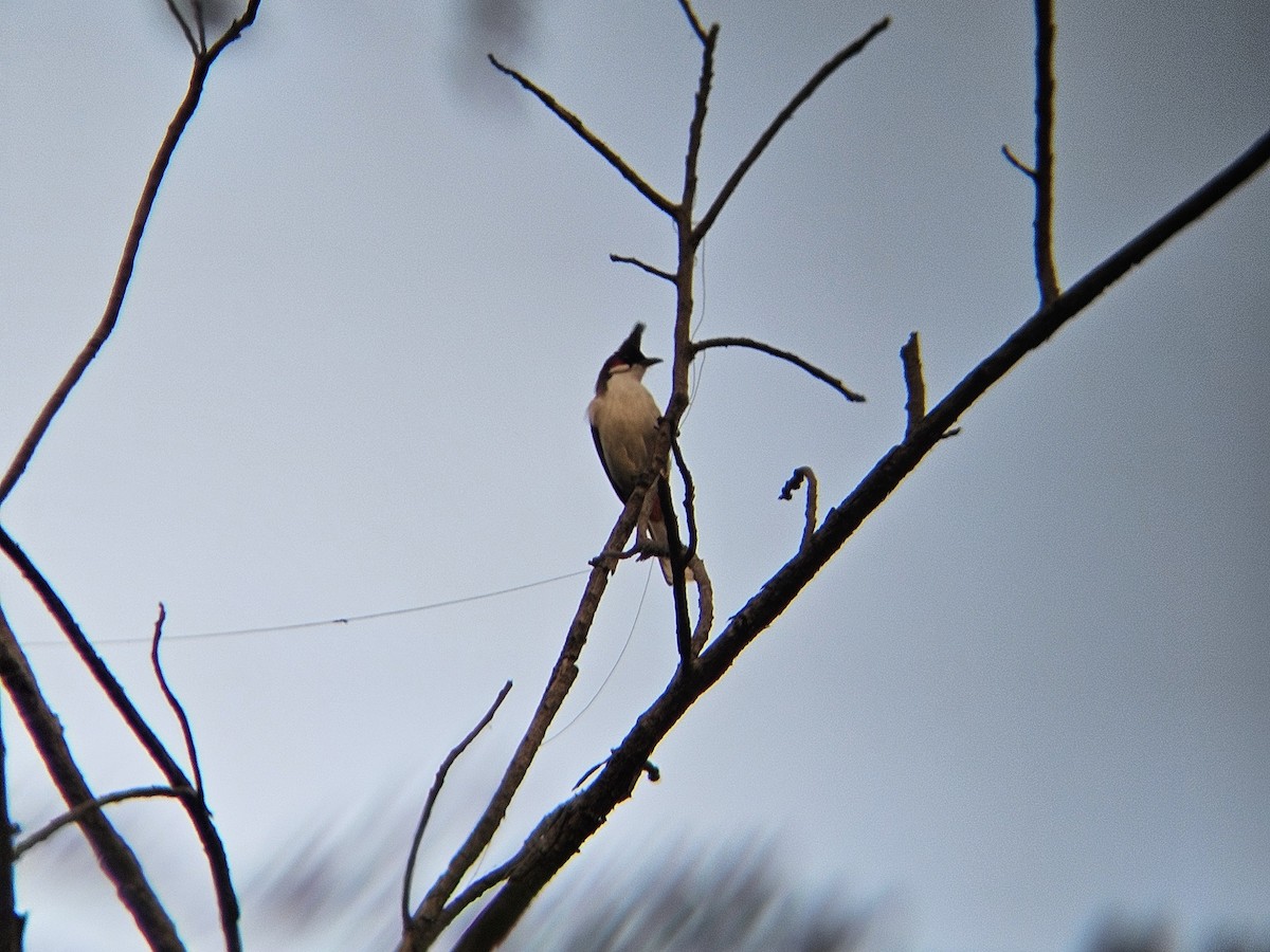 Red-whiskered Bulbul - ML646346327