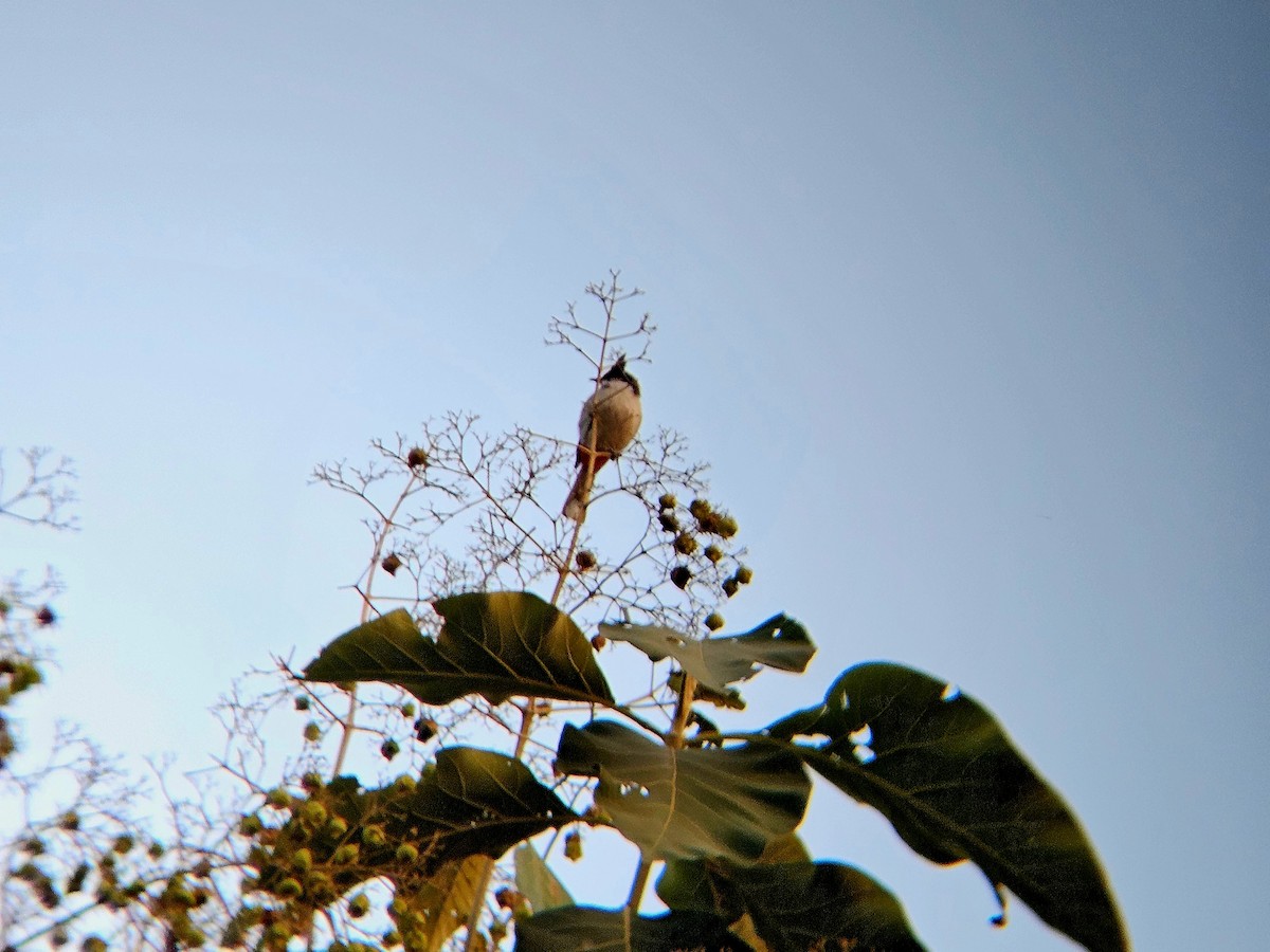 Red-whiskered Bulbul - ML646346328