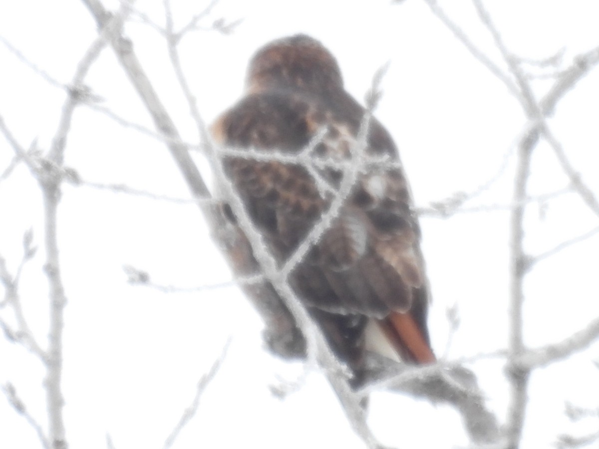 Red-tailed Hawk (borealis) - ML646346329