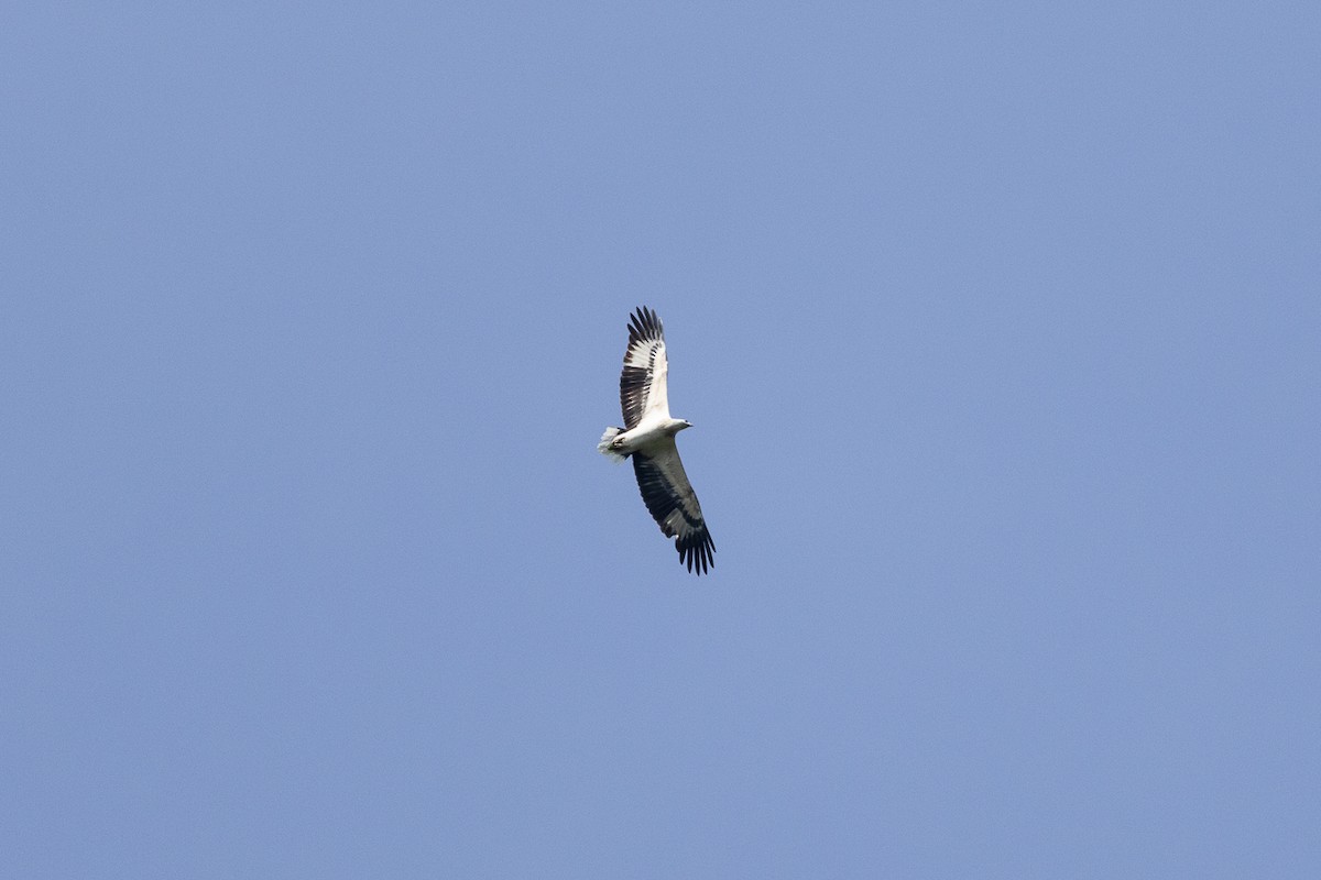 White-bellied Sea-Eagle - ML646346334